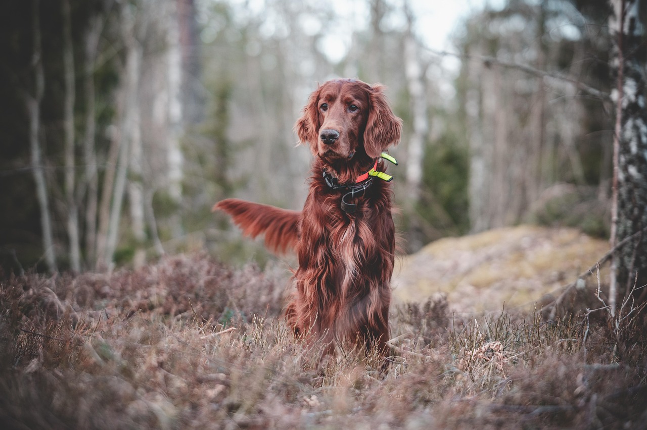 Addestramento del Cane: Guida Completa per Educare Senza Errori