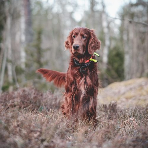 Addestramento del Cane: Guida Completa per Educare Senza Errori