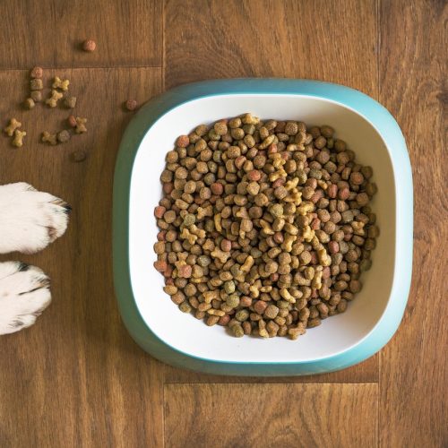 Alimentazione del Cane: Guida Completa su Cosa Deve Mangiare Davvero