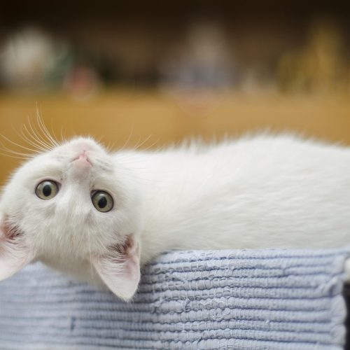 Alimentazione del Gatto: Guida Completa per una Dieta Corretta in Ogni Fase della Vita