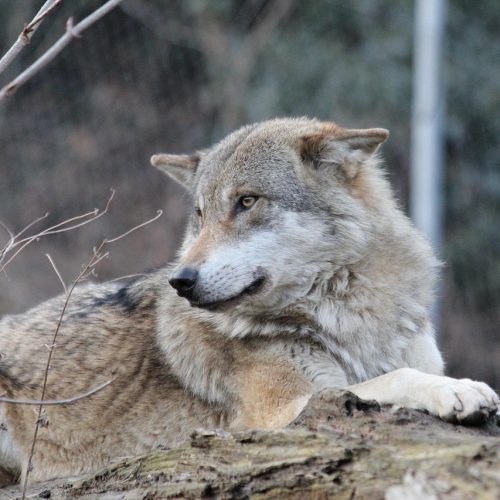 Canis lupus: il Lupo Grigio e le Origini del Cane Domestico