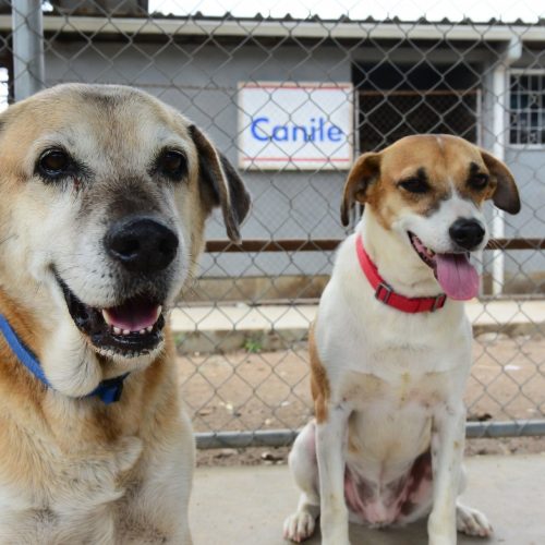 Adozione di Animali Anziani: Un Gesto d’Amore che Cambia Due Destini
