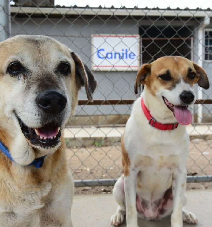 Adozione di Animali Anziani: Un Gesto d’Amore che Cambia Due Destini