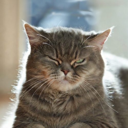Comprendere il comportamento felino